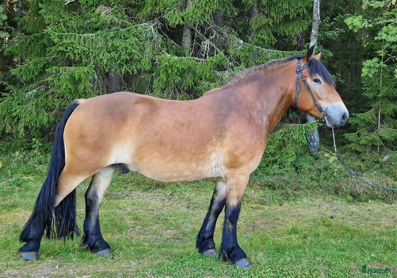  hästar Fin inkörd/inriden valack 4 år i Månkarbo - Annons 21