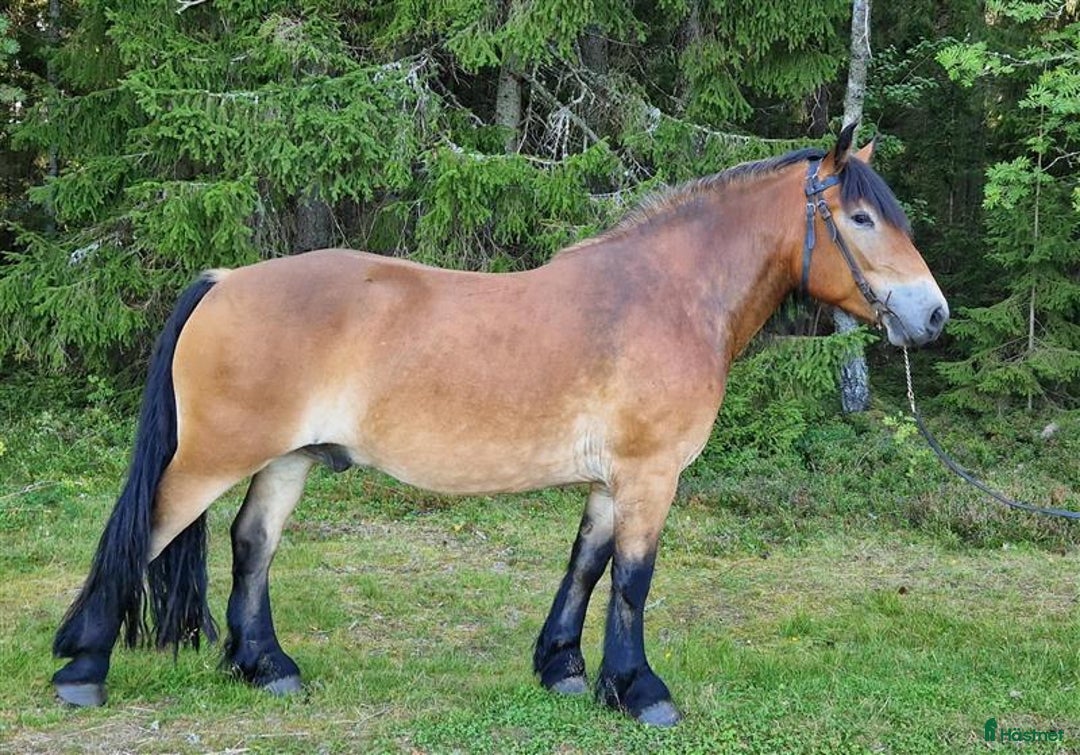 Körning hästar till salu: Fin inkörd/inriden valack 4 år i Månkarbo - Annons 1