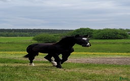 Hoppning hästar till salu: Härlig hoppstammad åring  i Rimforsa - Bild 1