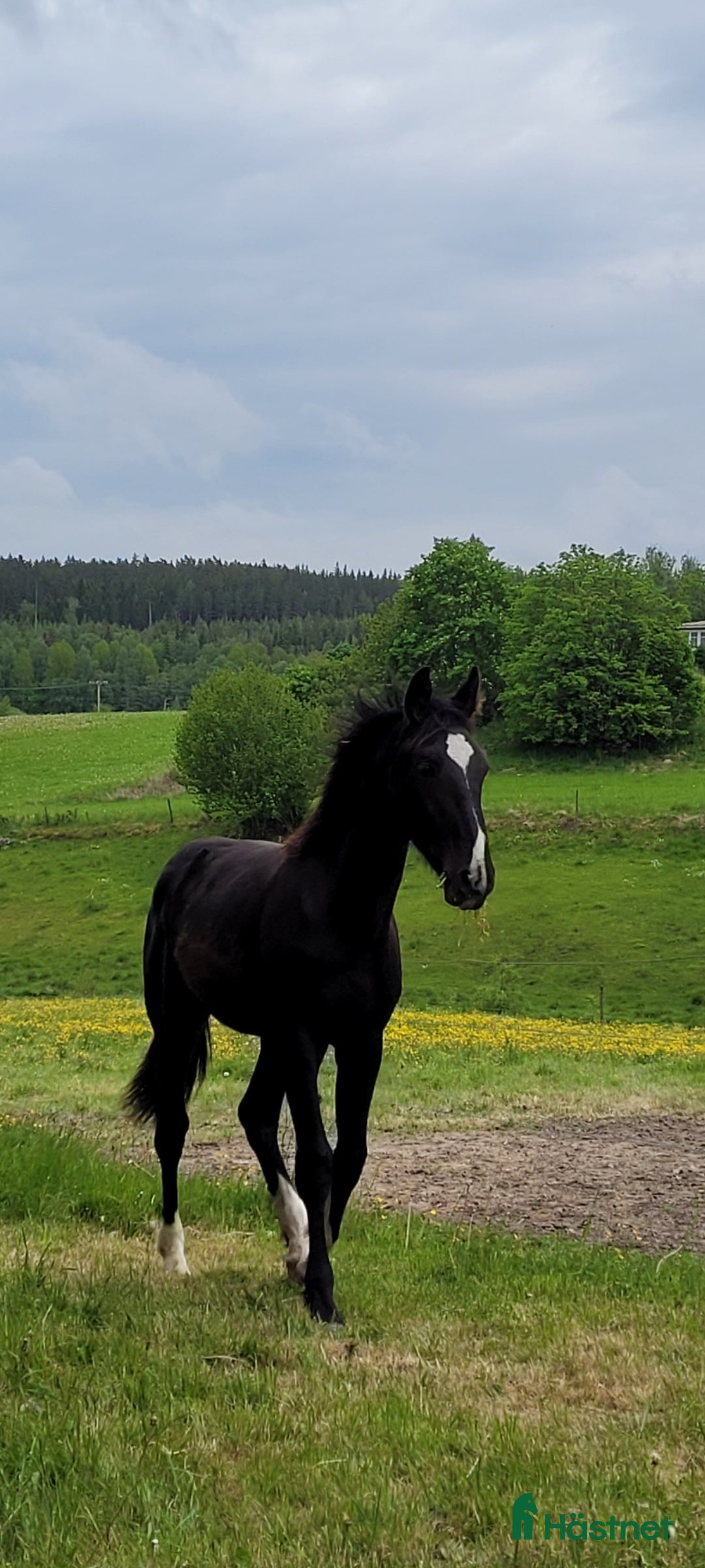 Hoppning hästar till salu: Härlig hoppstammad åring  i Rimforsa - Bild 1