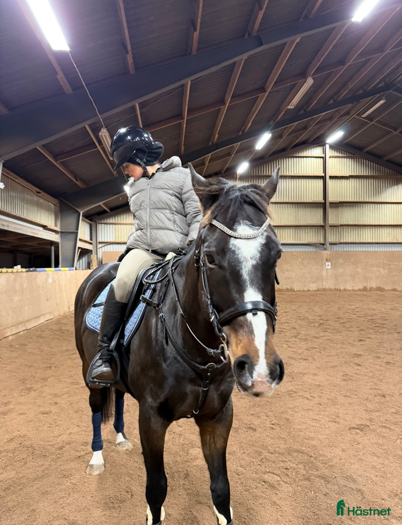  hästar Genomsnäll promenadhäst/lättare ridning - Annons 1