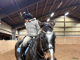 hästar Genomsnäll promenadhäst/lättare ridning - Annons 1