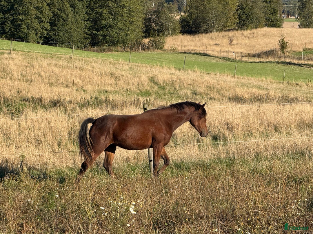 Allround hästar till salu: Blivande hopponny! i Värsås - Annons 2