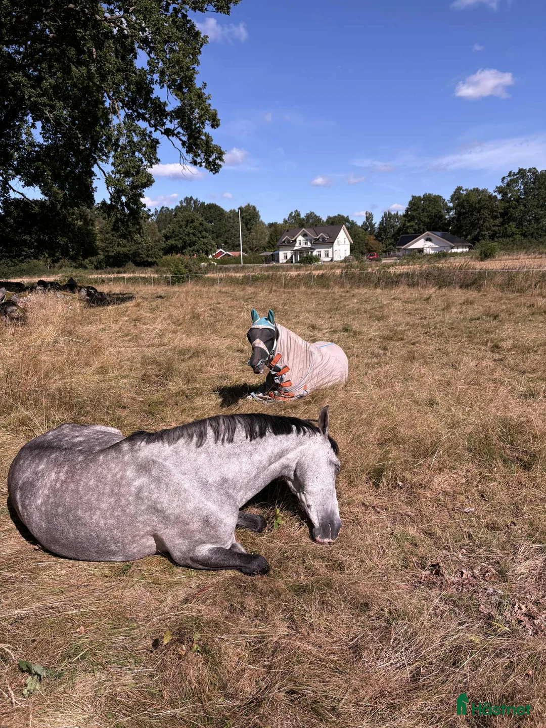 Allround hästar till salu: Killen med enormt hjärta  i Vassmolösa - Annons 2