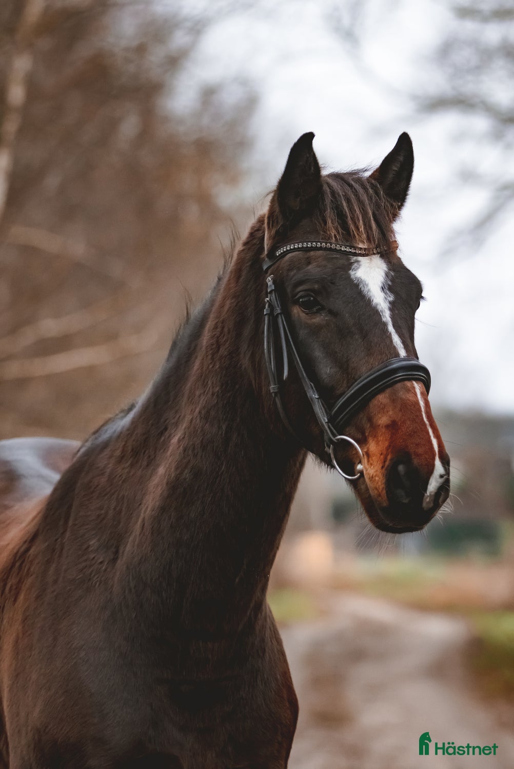  hästar Vi säljer en häst som är uppfödd i Lettland. i Sorunda - Annons 6