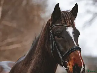 hästar Vi säljer en häst som är uppfödd i Lettland. i Sorunda - Annons 3