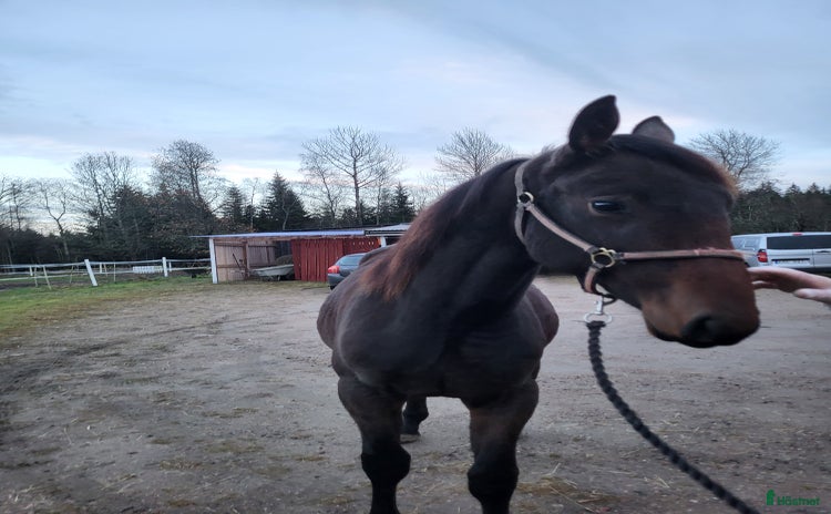 hästar Mycket trevligt  i Vårgårda - Annons 5