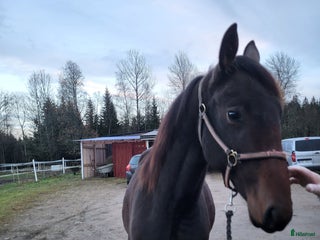 hästar Amaru Boko hingst i Vårgårda - Annons 4