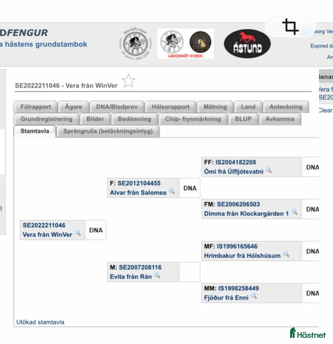 Island hästar till salu: Hrimbakur i två led sto fyra år och grundriden  i Stockholm - Annons 1