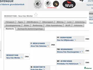 hästar Hrimbakur i två led sto fyra år och grundriden - Annons 4