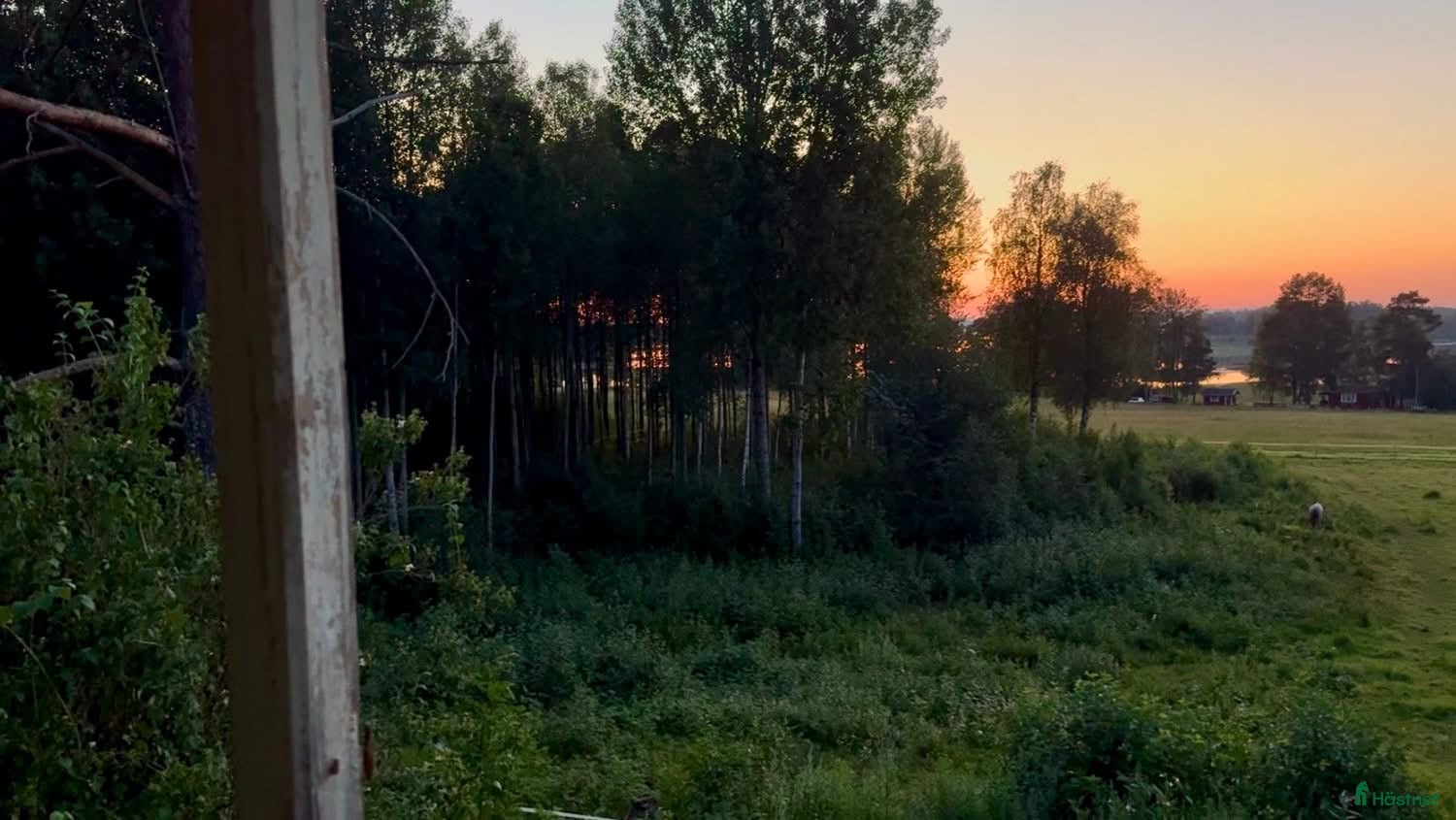  hästservice Magert sommarbete / skogsbete - Annons 2