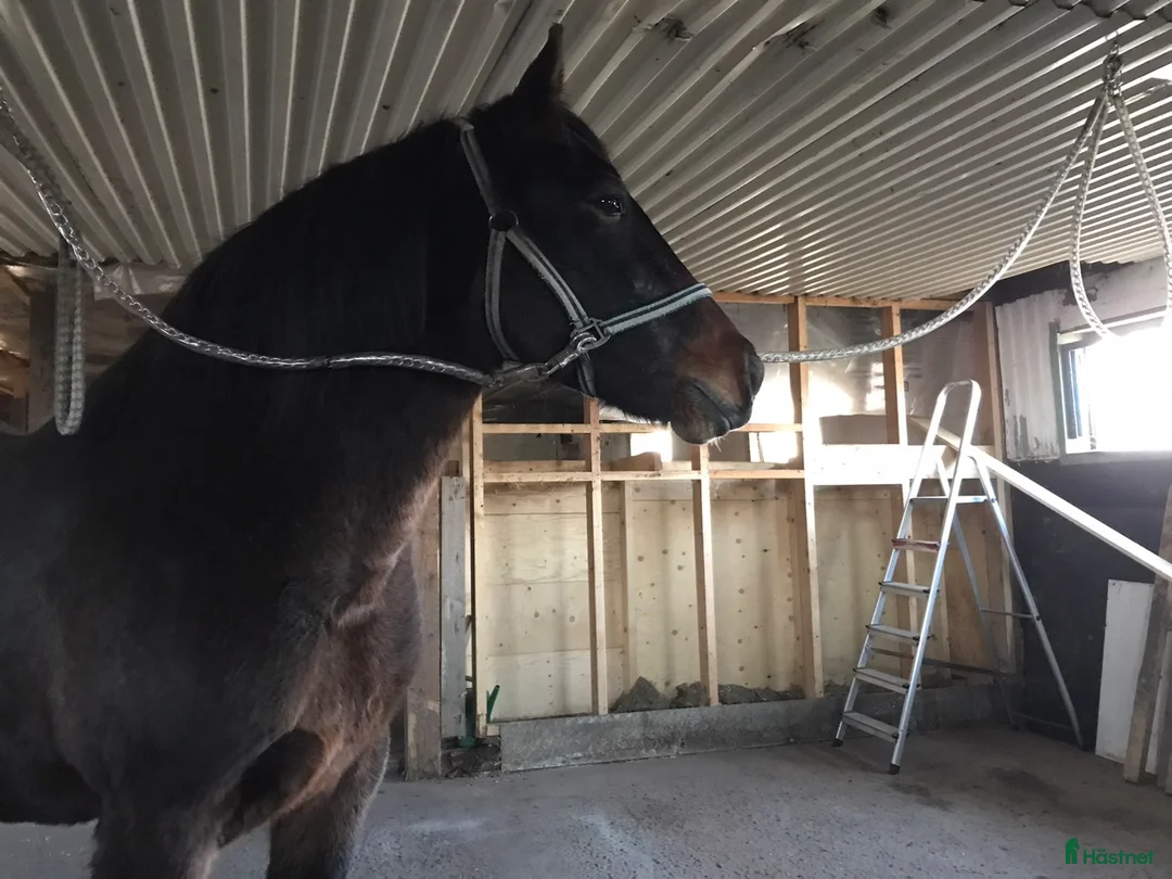 Allround hästar till salu: Äldre sto . - Annons 2