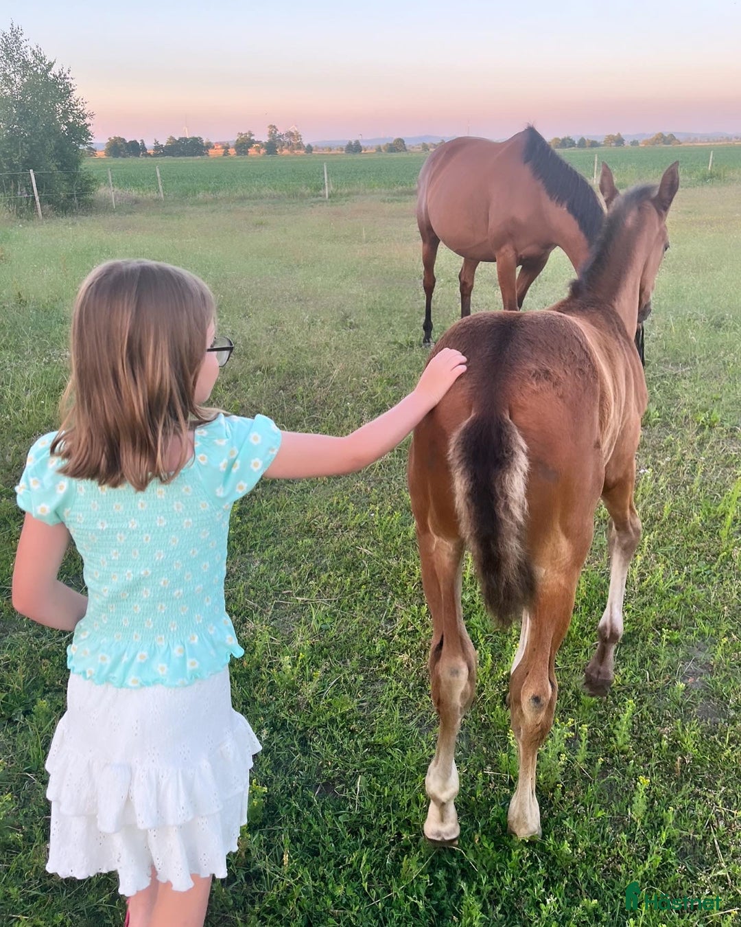 Hoppning hästar till salu: Härligt ungsto!  i Tvååker - Annons 3