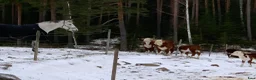Allround hästar till salu: Fancy maxad D-ponny perfekt för mor och dotter - Annons 3