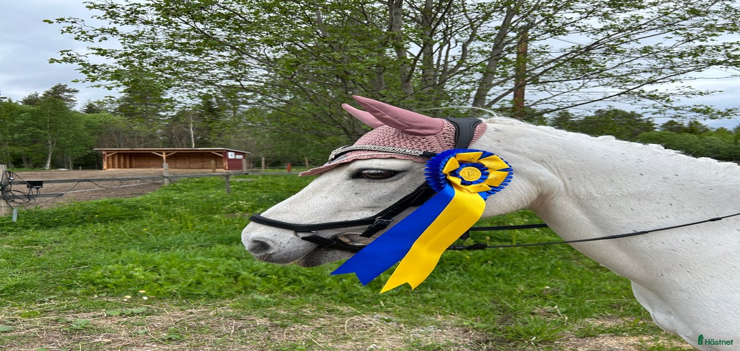 Galleribild {{count}}