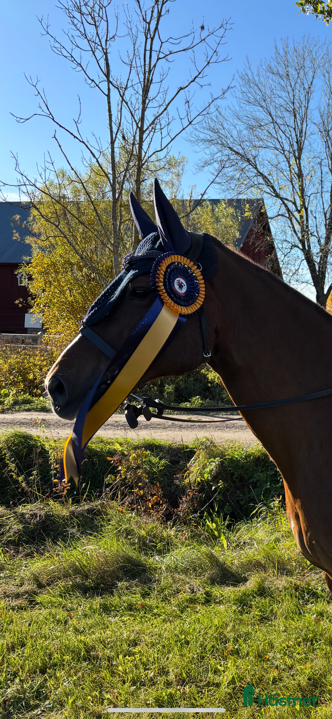 Allround hästar till salu: En på miljonen i Kumla - Annons 2