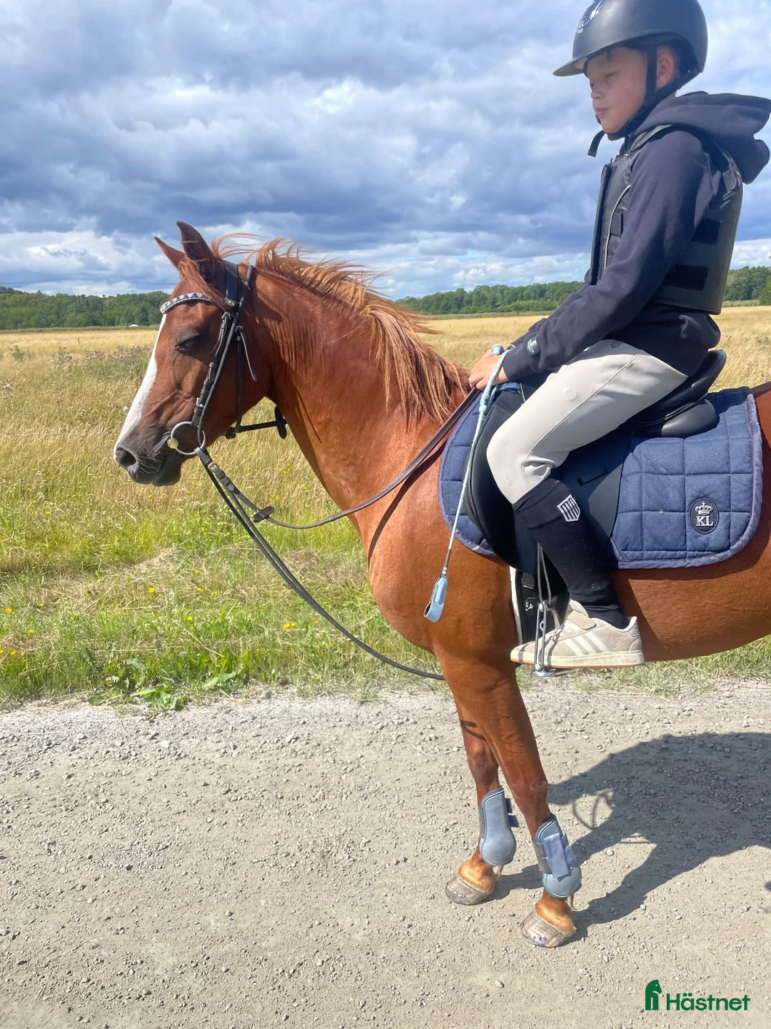 Allround hästar till salu: Otrolig B-ponny  - Annons 2