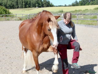hästservice finnes: Träning, horsemanship, utbildning, försäljning m.m i Nyköping - Annons 3