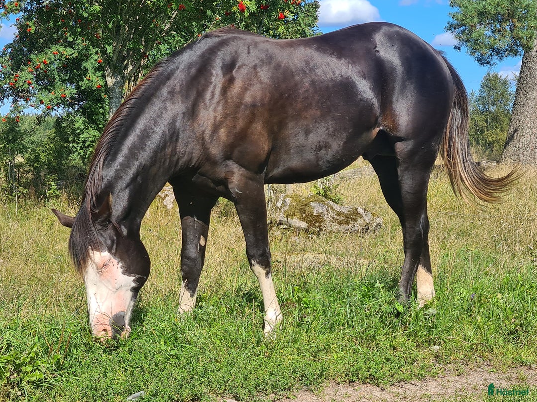 Western hästar till salu: Solid paint valack i Trädet - Annons 6