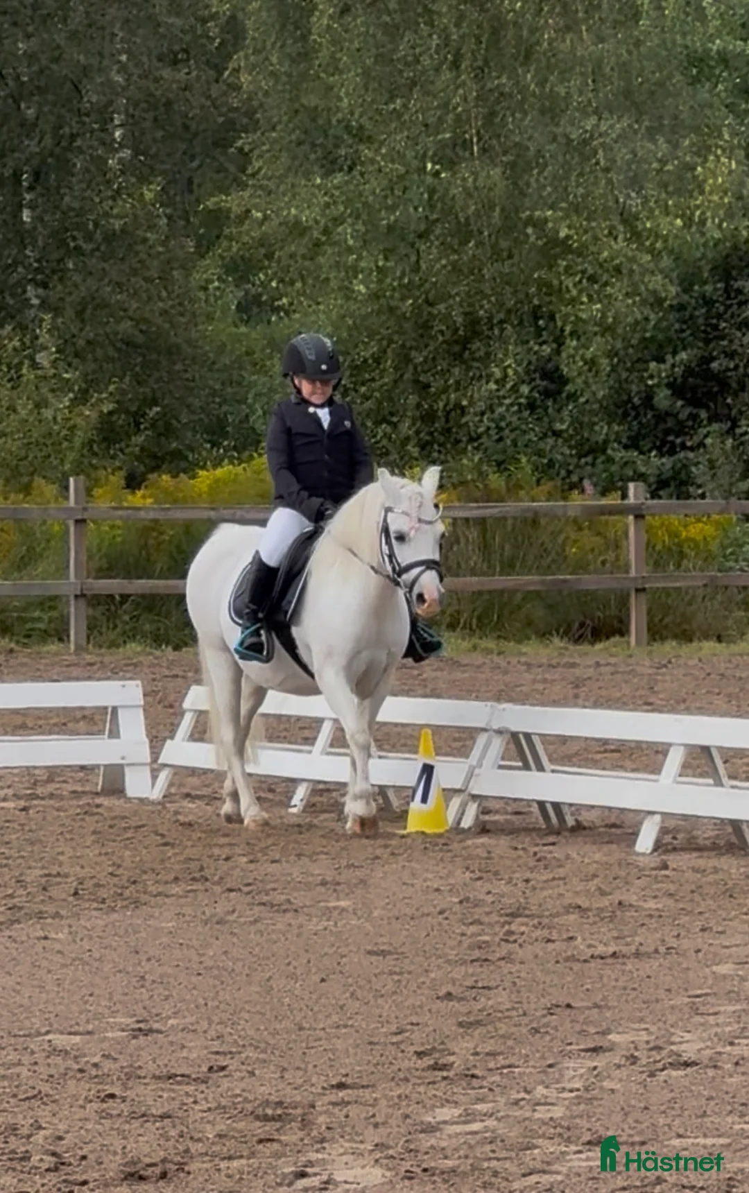 Allround hästar till salu: Welsh mountain-sto - Annons 2
