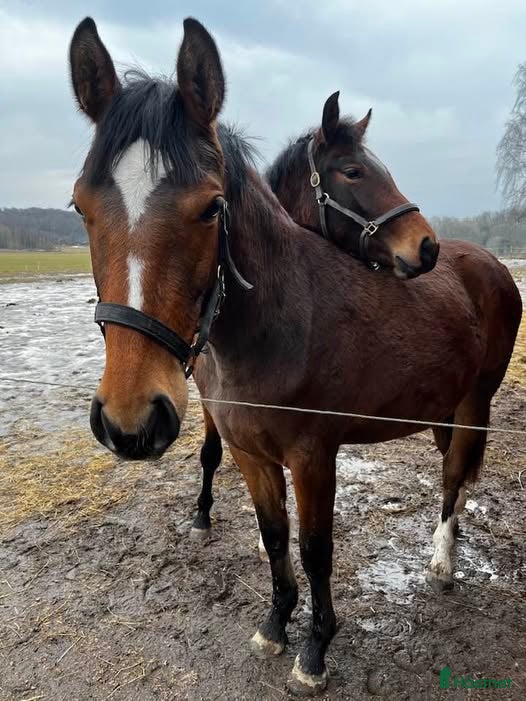  hästar Välstammat sto - Annons 10