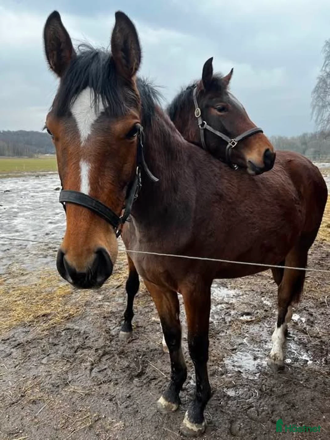 Hoppning hästar till salu: Välstammat sto - Annons 1