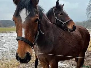 hästar Välstammat sto - Annons 10