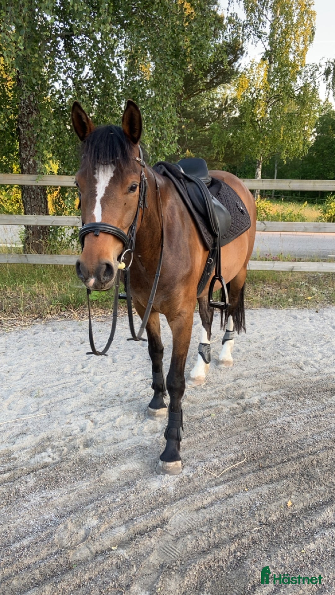 Allround hästar till salu: Framtida Sjärna🌟 i Ljungbyholm - Annons 2