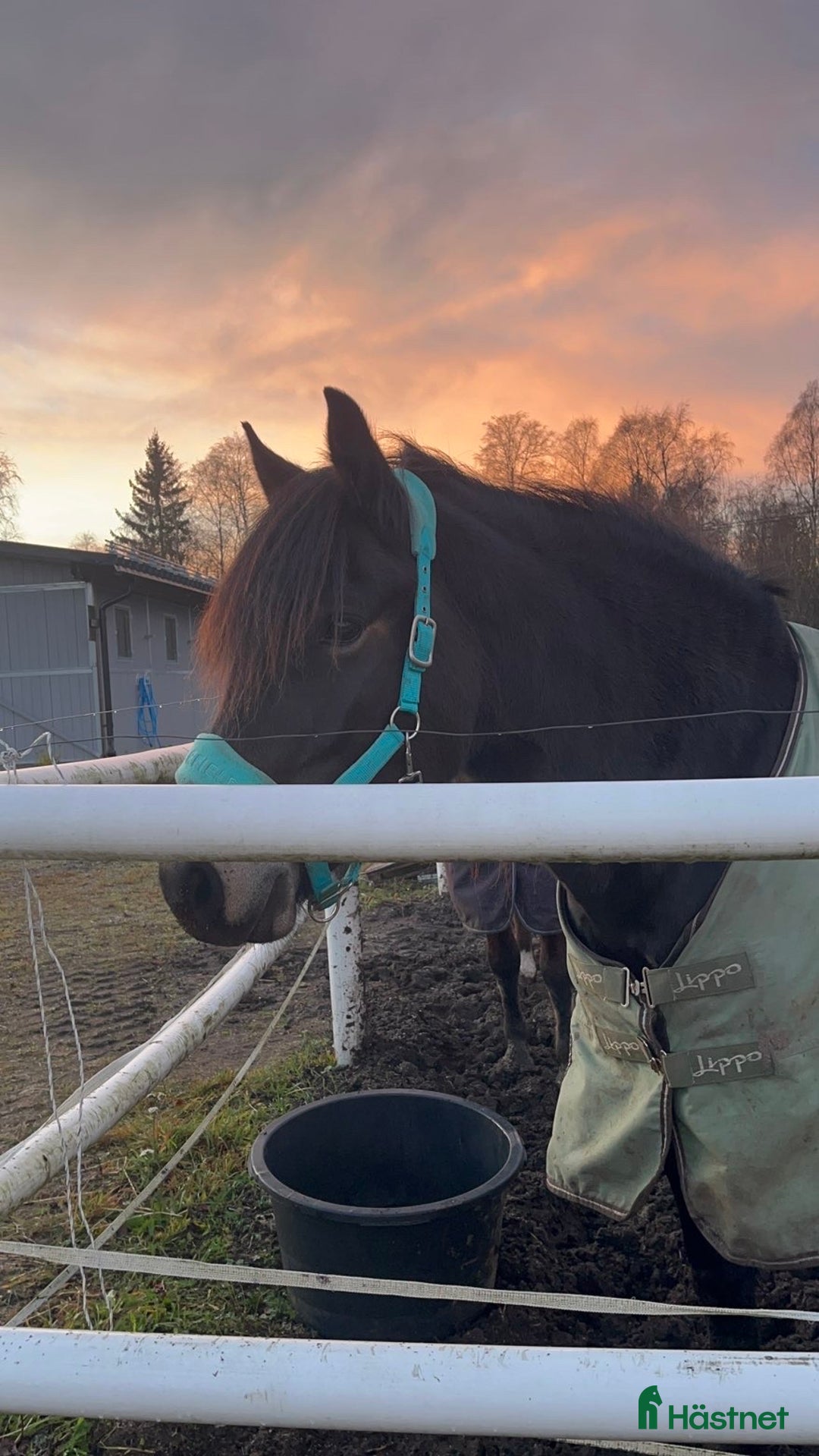 Sällskap hästar till salu: Kallblod till sällskap eller avel i Själevad - Annons 3