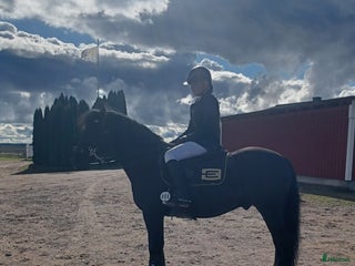 medryttarhäst finnes: Medryttare sökes till tre ponnyer i Tjällmo - Annons 21