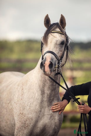 foderhäst Valack född-21 utlånas på foder till rätt person. i Skänninge - Annons 10