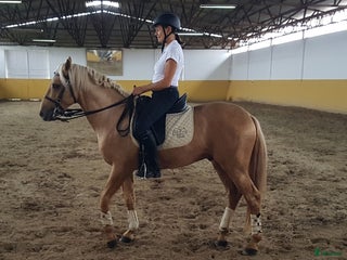 medryttarhäst sökes: Medryttarhäst/D ponny sökes i Grödinge - Annons 16