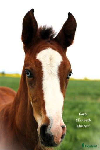 Galleribild {{count}}