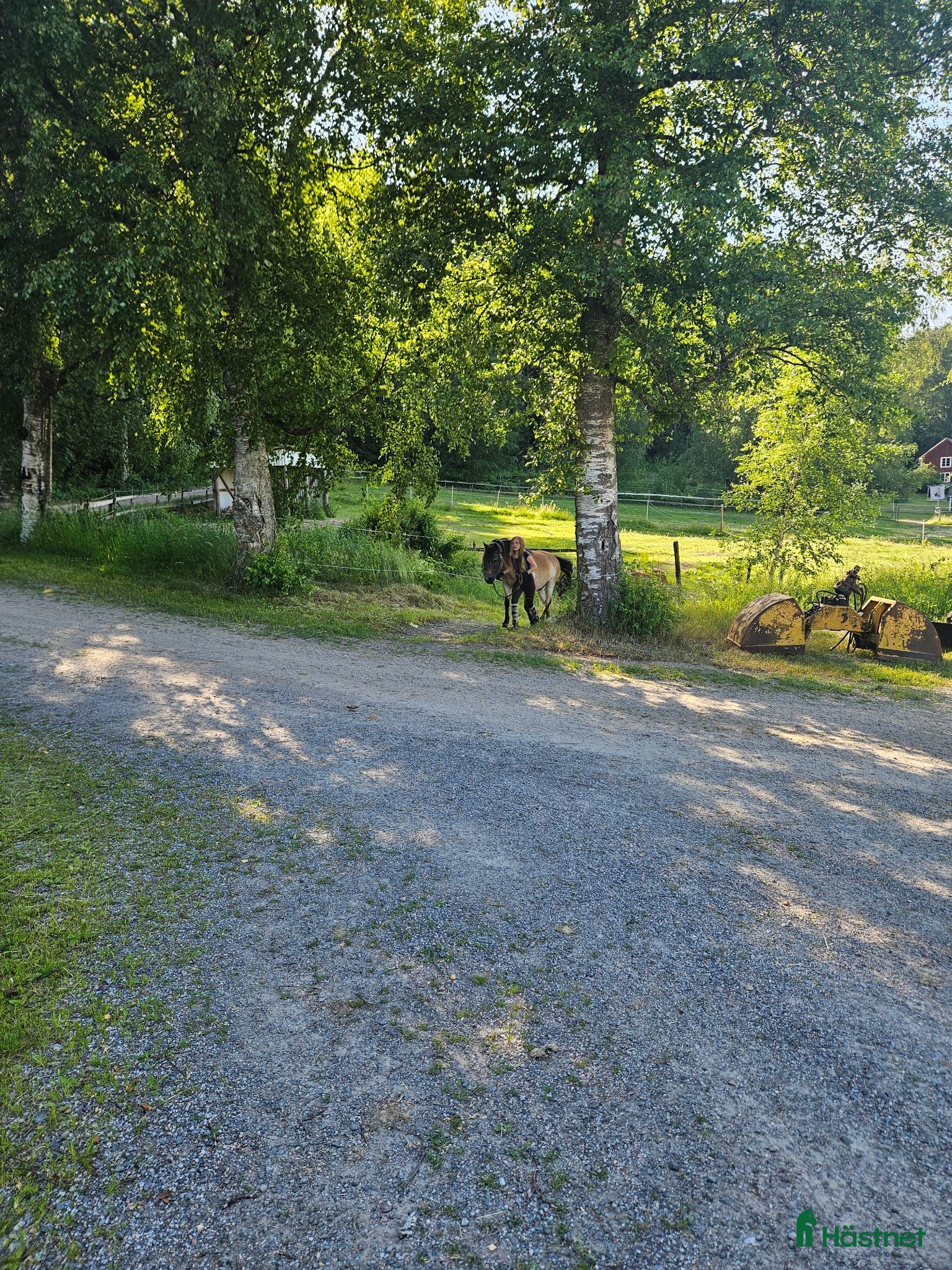  hästar Shetlandsponny till trav sökes - Annons 4