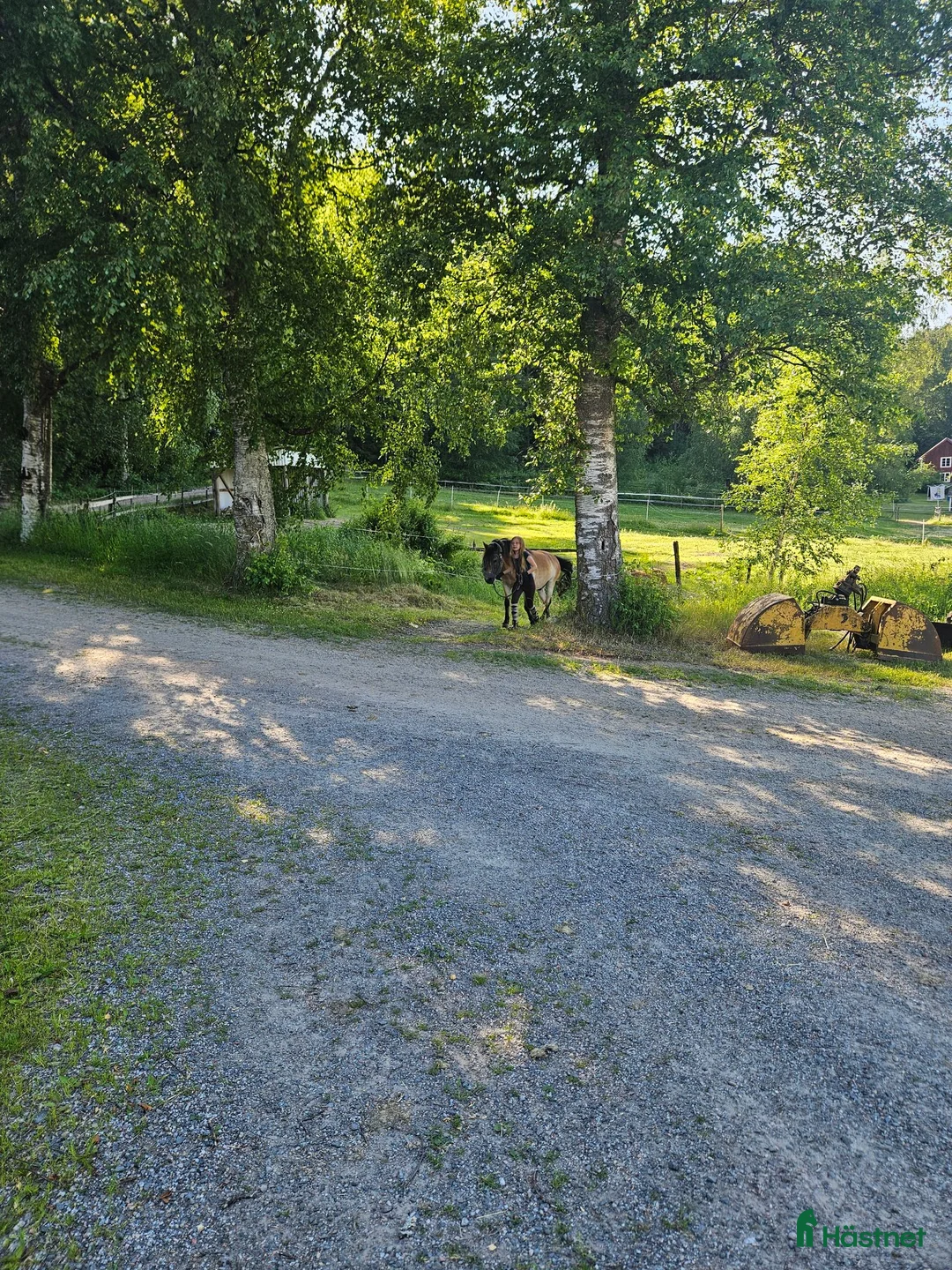 Trav hästar sökes: Shetlandsponny till trav sökes - Annons 1
