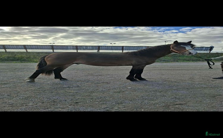  hästar i Gävle - Annons 1