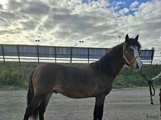 hästar Några andelar kvar i Gävle - Annons 3