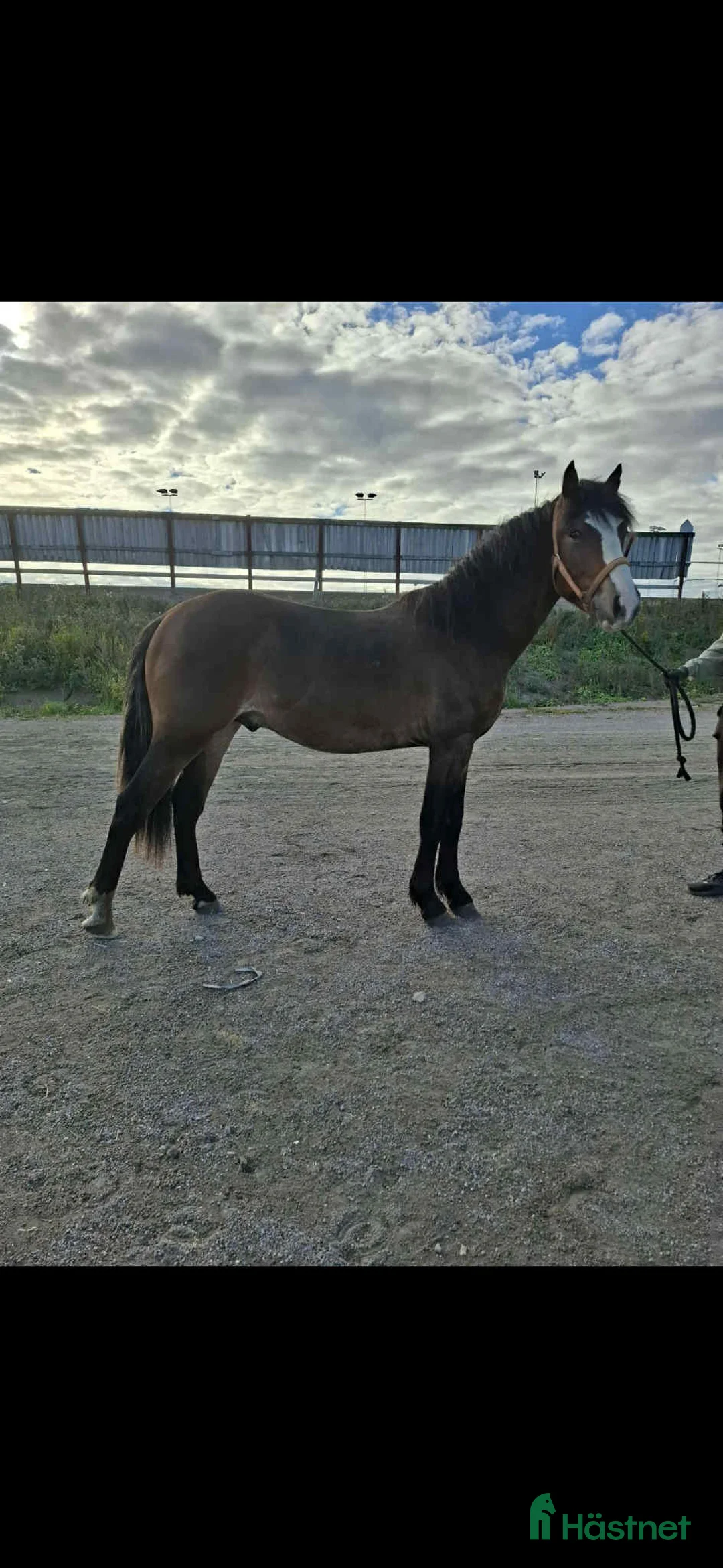 Trav hästar till salu: Andelshäst kallblod Gävletravet - Annons 1