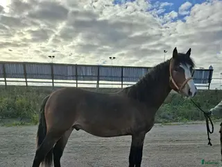 hästar Andelshäst kallblod Gävletravet - Annons 1