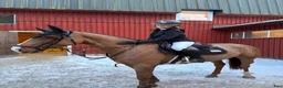Hoppning hästar till salu: Sto med potential  - Annons 2