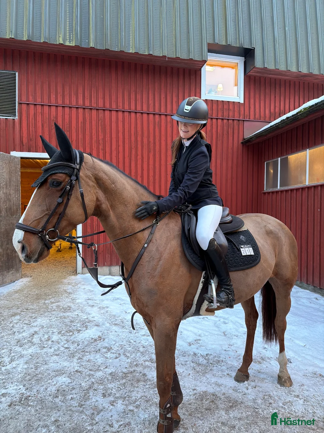 Hoppning hästar till salu: Sto med potential  - Annons 2