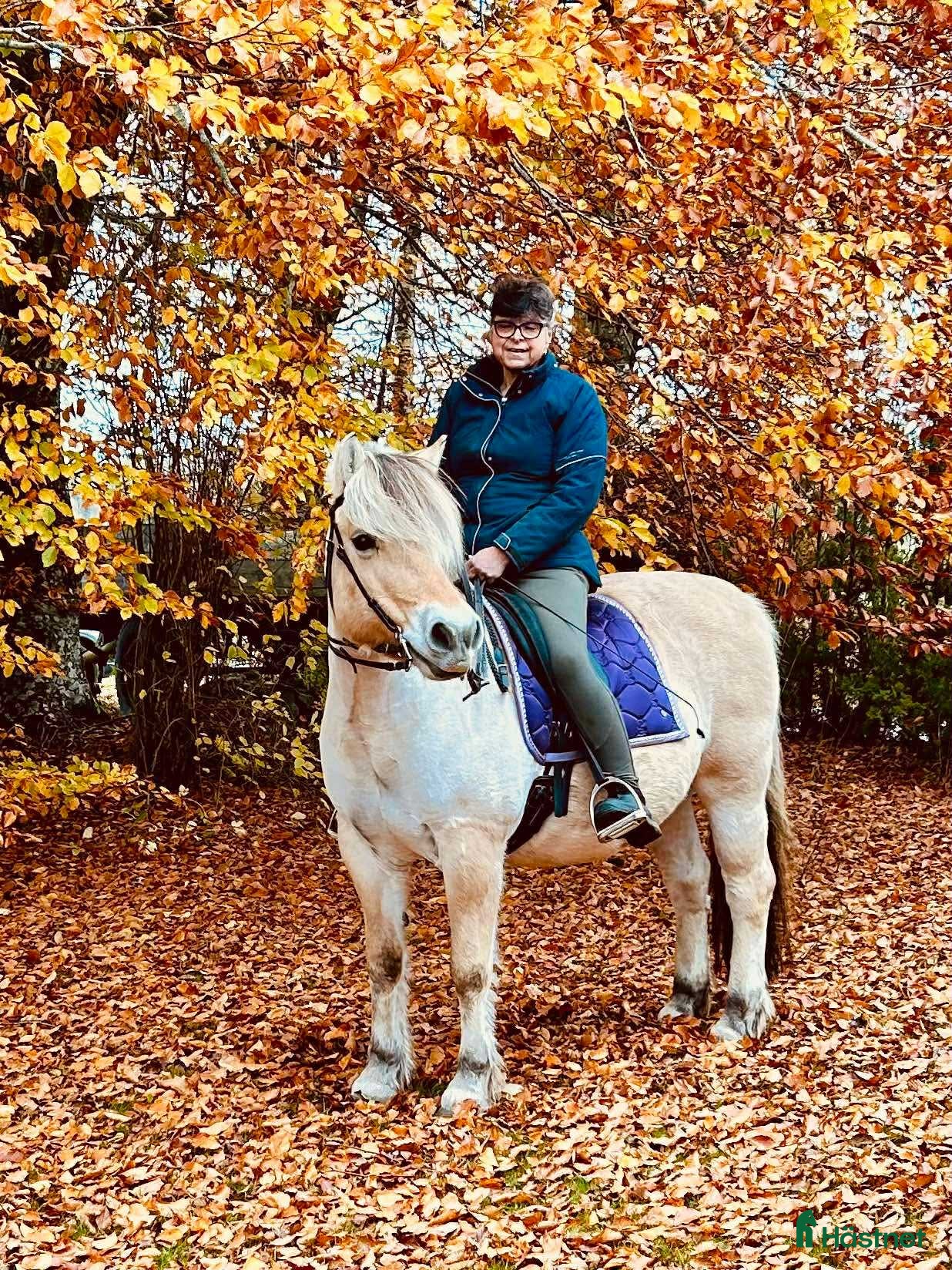  hästar Trygg, stabil och Rolig familjehäst i Eldsberga - Annons 5