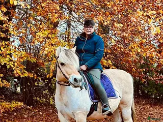 hästar Trygg, stabil och Rolig familjehäst i Eldsberga - Annons 5