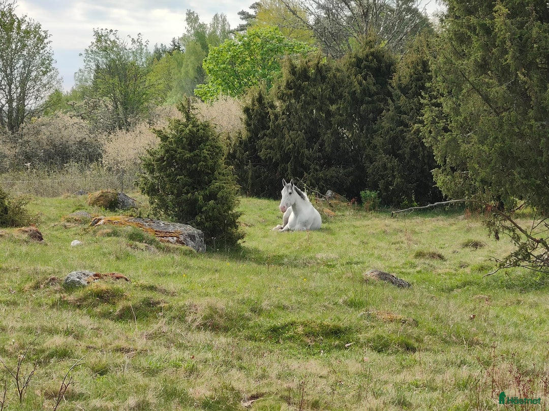  hästservice finnes: Söker dig som vill driva hästverksamhet hos oss!  i Nyköping - Annons 2