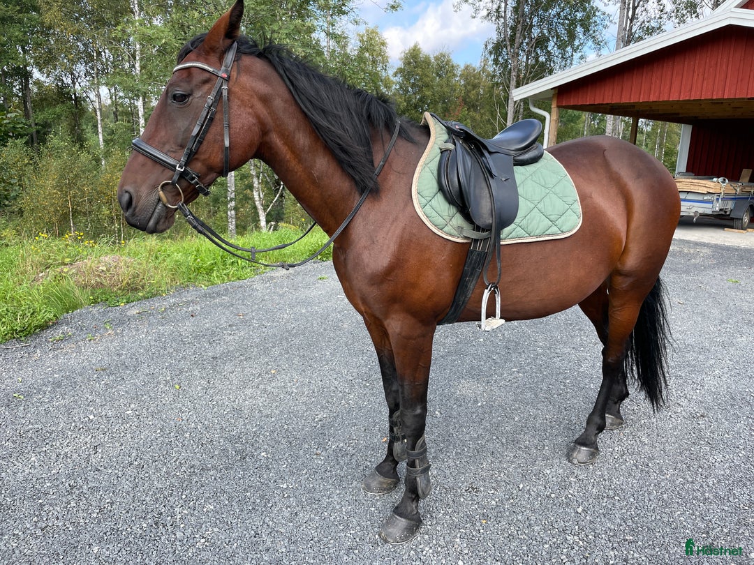 Allround hästar till salu: Varmblods travare till ridning i Hok - Annons 2
