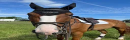 Hoppning hästar till salu: Storhoppande valack - Annons 3