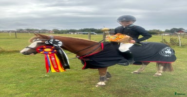  hästar Sockersöt läromästare  - Annons 11