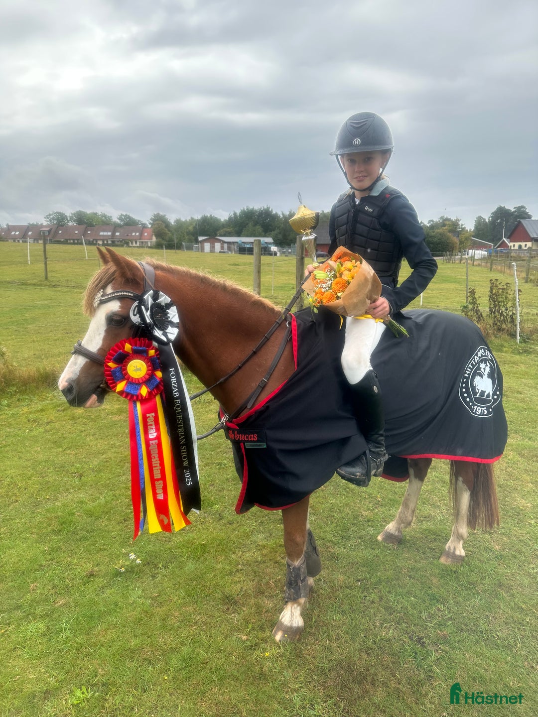 Allround hästar till salu: Sockersöt läromästare  - Annons 2