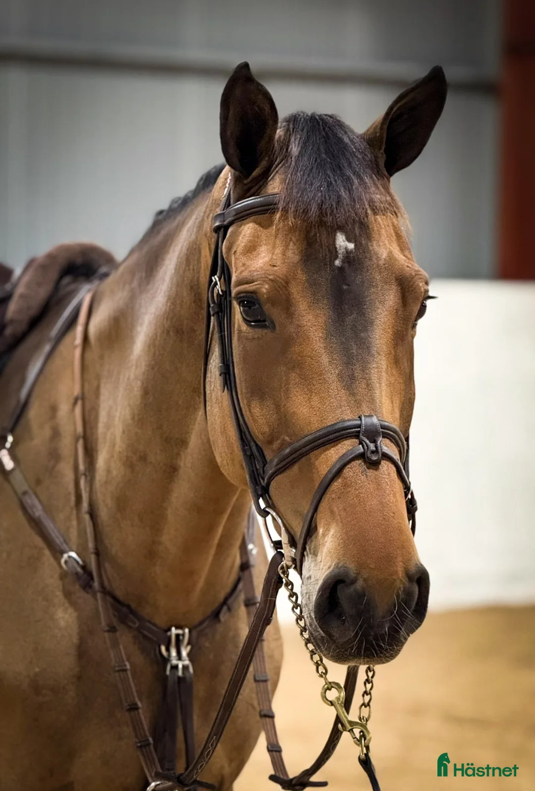 Hoppning hästar till salu: Kvalitets häst med mycket scoop - Annons 3