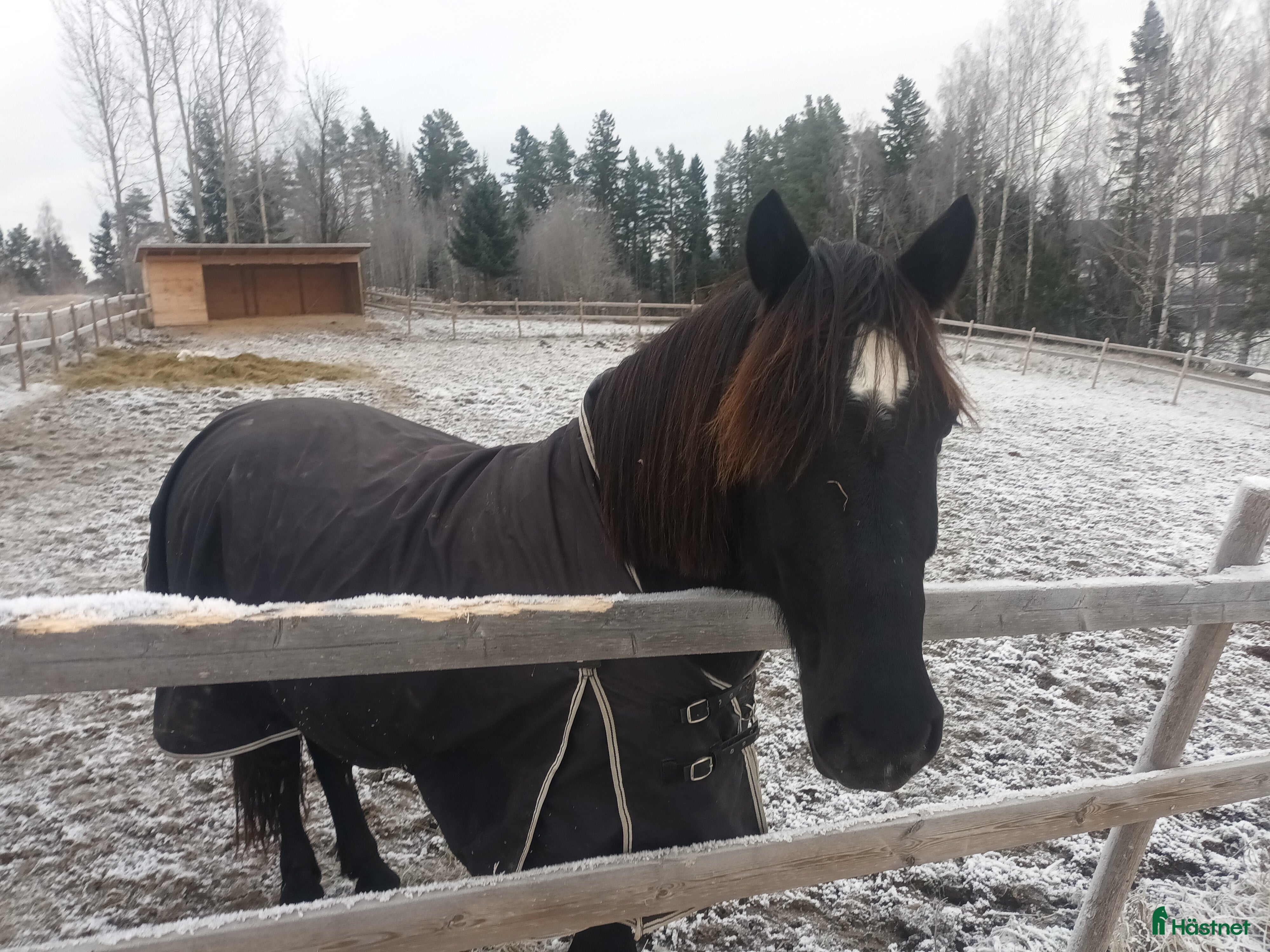  hästar 7-årig kallblodsvallack. i Matfors - Annons 16
